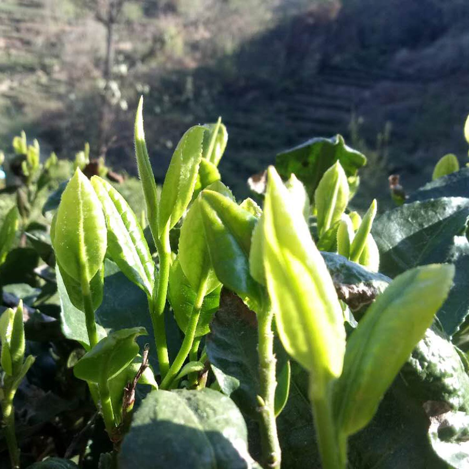 砍价1元包邮限购50g优质春茶明前茶雨前茶华坪县地方特产优质绿茶健康